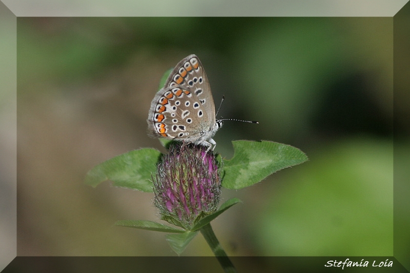 Polyommatus icarus? S